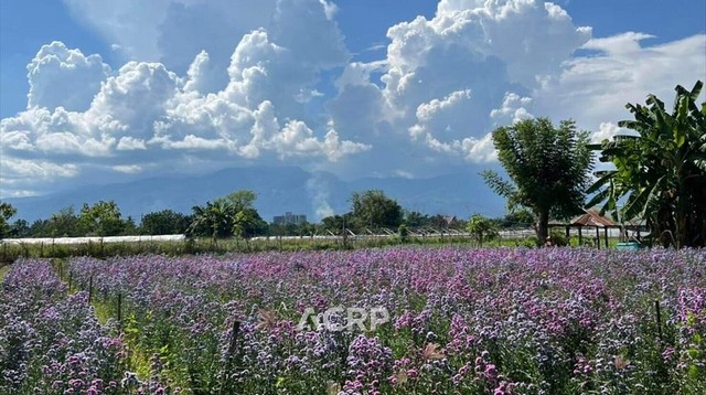 ขายที่ดินแปลงสวย วิวดอยสุเทพ อ.แม่ริม จ.เชียงใหม่  .