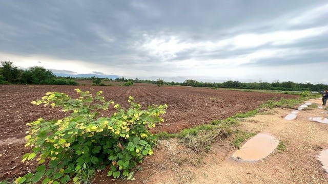 ขายด่วน ที่ดินสวย ต.บ้านโคก อ.เมืองเพชรบูรณ์ จ.เพชรบูรณ์  .