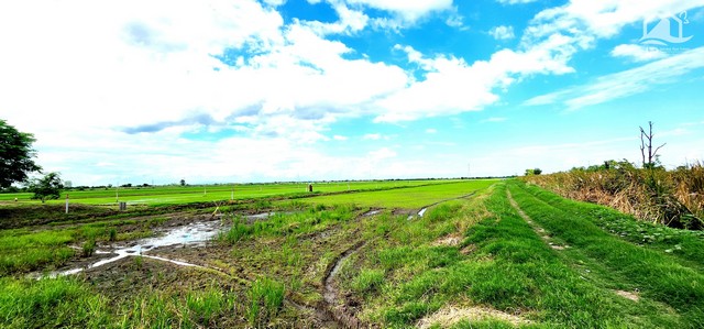 ขายที่ดินถนนคลอง 12 ลำลูกกา-ธัญบุรี ติดถนนลาดยาง  .