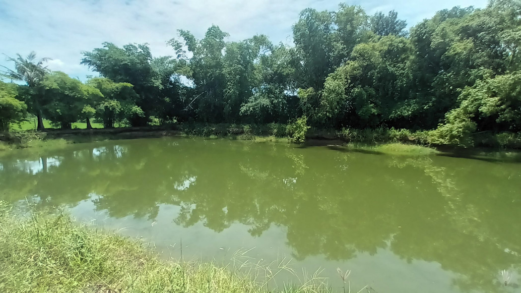 ขายโรงเรือนพร้อมที่ดินเนื้อที่ 1 ไร่ หนองตำลึงซอย7 น้ำ-ไฟพร้อม ใกล้นิคมอมตะชลบุรี-12กม. อ.พานทอง จ.ชลบุรี