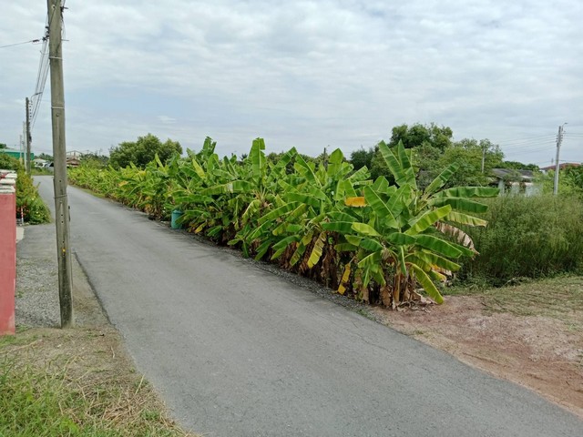 ขายที่ดิน แปลงสวย หนองจอก ติดถนนสาธารณะ 2 ด้าน  .