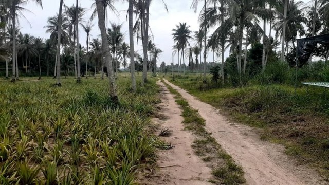 ขายที่ดินปลวกแดง ระยอง   .