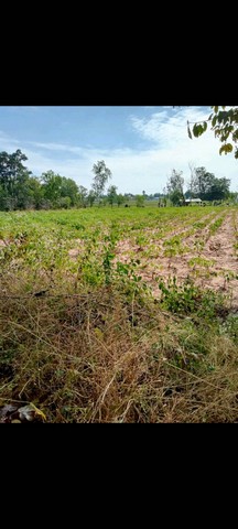 ขายที่ดิน ใกล้โรงพยาบาลเนินสง่า อำเภอเนินสง่า จังหวัดชัยภูมิ  .