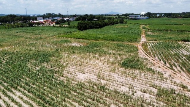 ขายที่ดินหนองไผ่แก้ว บ้านบึง ชลบุรี   .