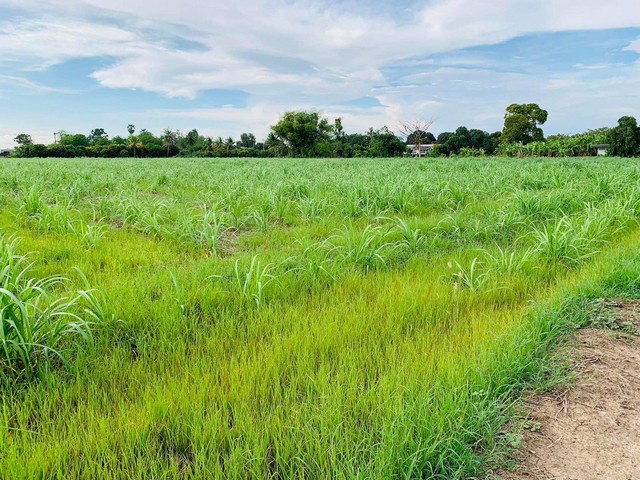 ขายที่ดิน อำเภอสามชุก จังหวัดสุพรรณบุรี เนื้อที่ 6 ไร่ 1 งาน  .