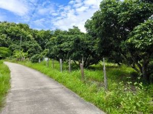 ขายที่ดินพร้อมสวนลำไย อำเภอพร้าว จังหวัดเชียงใหม่   .