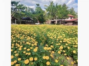 ที่ดิน พร้อม รีสอร์ต แม่ริม เชียงใหม่ บรรยากาศธรรมชาติ ติดภูเขา  .