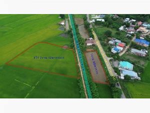 Land for sale Chaiyaphum ขายที่ดินชัยภูมิ มี 2 แปลง สามารถถมดิน ทำบ้าน ทำธุรกิจค้าขายได้ โทร 061-1195112