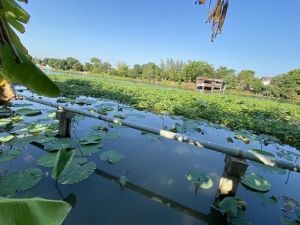 ขายที่ดิน400ตร.ว.ย่านนครปฐมศาลายาพุทธมณฑลติดถนน4เลนด้านหลังติดคลอ  .